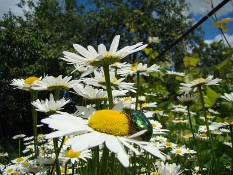 Daisy meadow Stock Photos