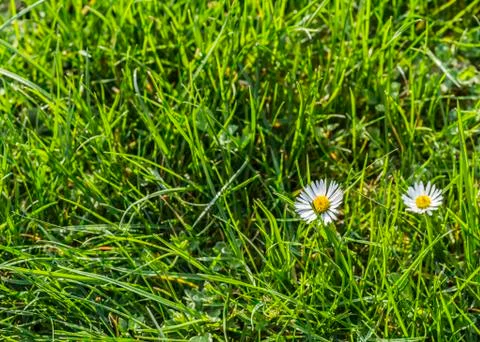 Daisy in the meadow Stock Photos