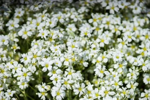 Daisy in a meadow Stock Photos
