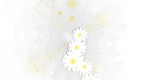 Daisy meadow on white  background. Animation. Stock-Footage 38529902