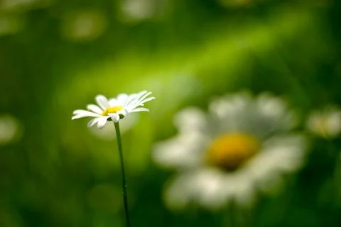 Daisy in the middle of the field in the sunset Stock Photos
