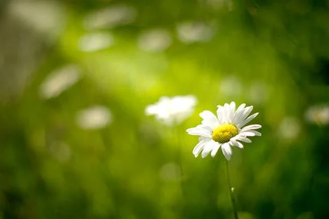 Daisy in the middle of the field in the sunset Stock Photos