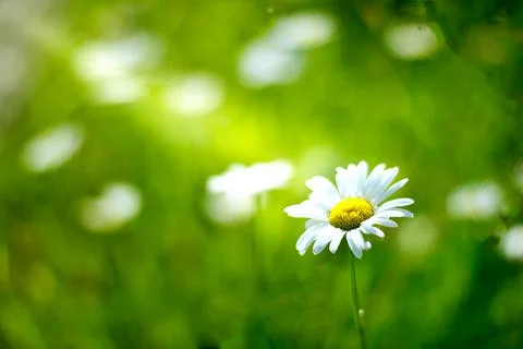 Daisy in the middle of the field in the sunset Stock Photos