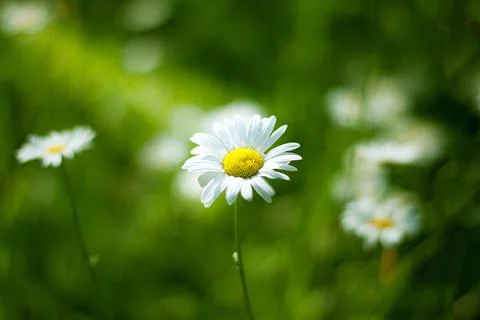Daisy in the middle of the field in the sunset Stock Photos