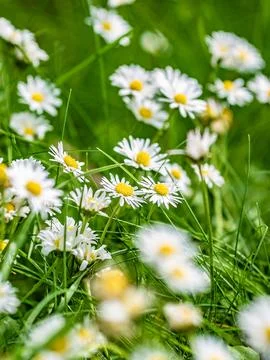 Daisy in middle of meadow close up macro shot Stockfoto's