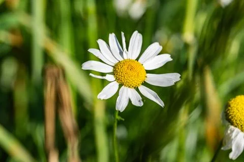 Daisy in middle of meadow close up macro shot green areas Foto stock