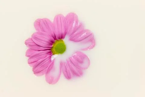 Daisy in milk Stock Photos