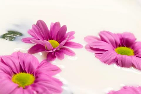 Daisy in milk Stock Photos
