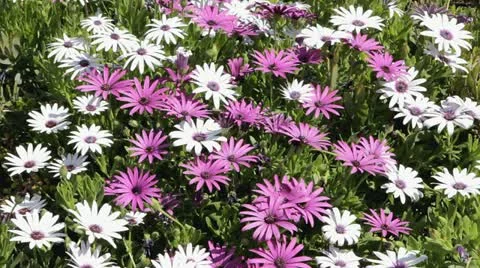 Daisy Movie in the Sun Stock Footage 10821499