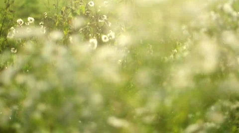 Daisy - moving focus Vídeos de archivo 526712