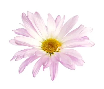 Daisy mum Stock Photos