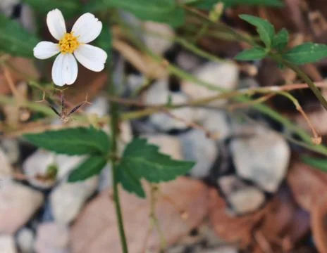 Daisy in natural position 스톡 사진