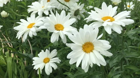 Daisy in the nature Vídeo Stock 65500640