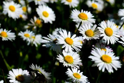 Daisy ocean Stock Photos