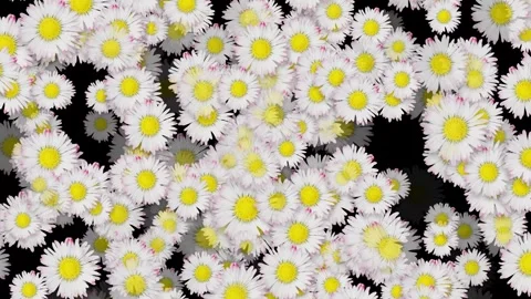 Daisy or chamomile meadow animation layer Stock Footage 289217711