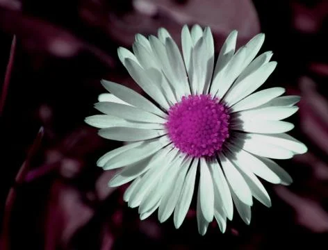 Daisy otherwise Stock Photos