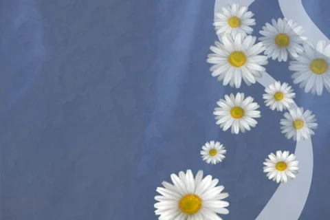 Daisy Outro 스톡 동영상 335014