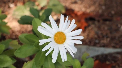 Daisy Pan 스톡 동영상 97201624