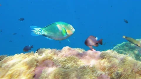 Daisy parrotfish 動画素材 205216383