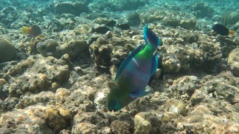 Daisy Parrotfish Rainbow Colored Fish Feeding on Coral Reef Vídeo Stock 273736195