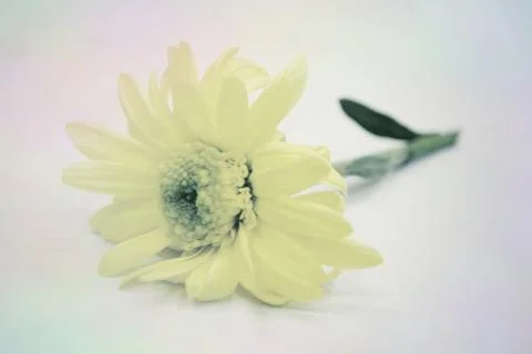 Daisy in pastel Stock Photos