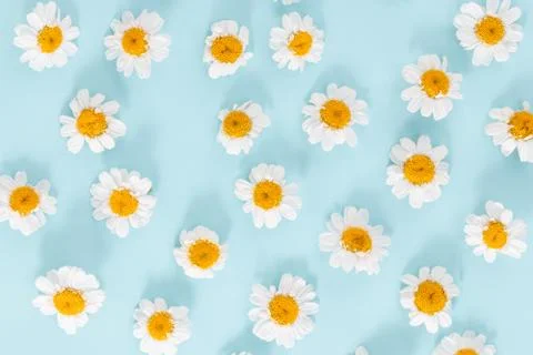 Daisy pattern. Flat lay spring and summer chamomile flowers on a blue backgro Foto stock