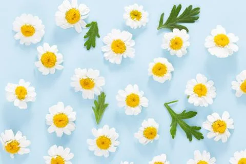Daisy pattern. Flat lay spring and summer chamomile flowers on a blue backgro Stock Photos