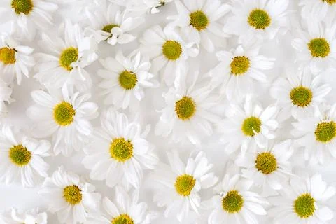 Daisy pattern. Flat lay spring and summer flowers background. Flat lay. Dense Stock Photos