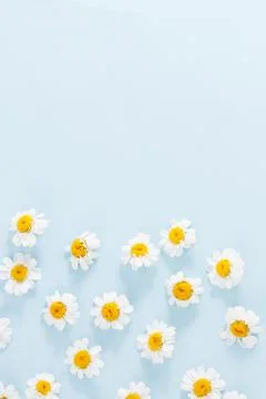 Daisy pattern. Flat lay spring and summer chamomile flowers on a blue backgro Stock Photos