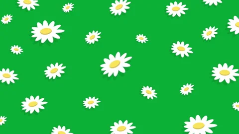 DAISY PATTERN ISOLATED Stock Footage 242246297