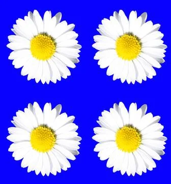 Daisy pattern Stock Photos