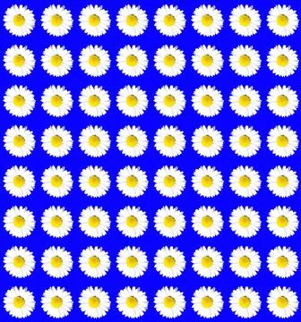 Daisy pattern Stock Photos