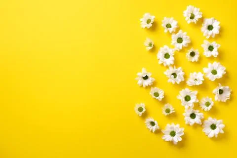 Daisy pattern. Top view. Flat lay. Floral pattern of white chamomile flowers on Stock Photos