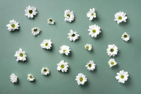 Daisy pattern. Top view. Flat lay. Floral pattern of white chamomile flowers on Stock Photos