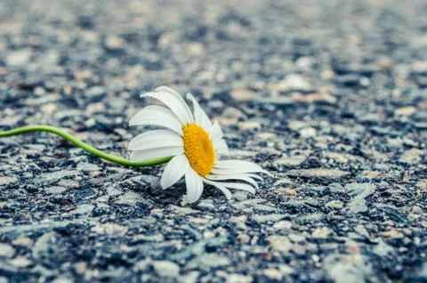 Daisy on Pavement Photos