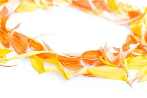 Daisy Petals Stock Photos