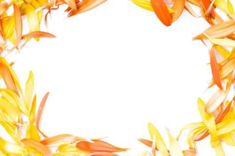 Daisy Petals Stock Photos
