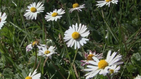 Daisy petals white 库存影片 52077470