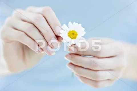 Daisy Stock Photos