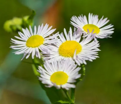 Daisy Stock Photos