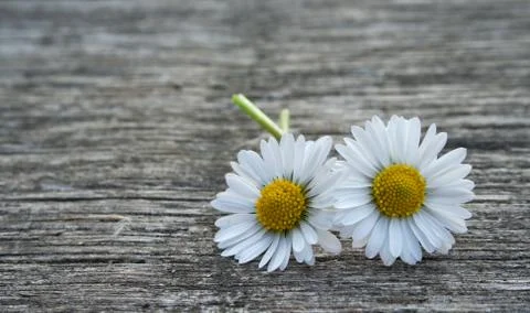 Daisy Stock Photos