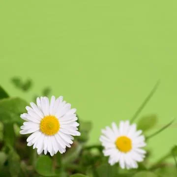 Daisy Stock Photos