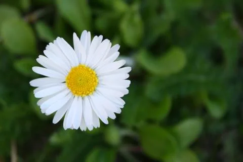 Daisy Stock Photos