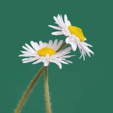 Daisy Stock Photos