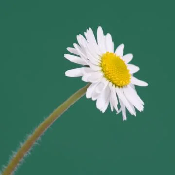 Daisy Stock Photos