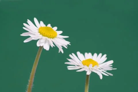 Daisy Foto stock