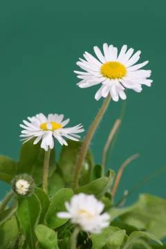 Daisy Stock Photos