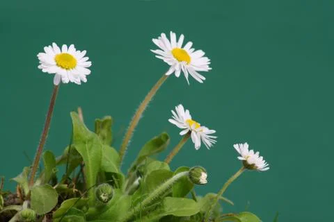 Daisy Stock Photos