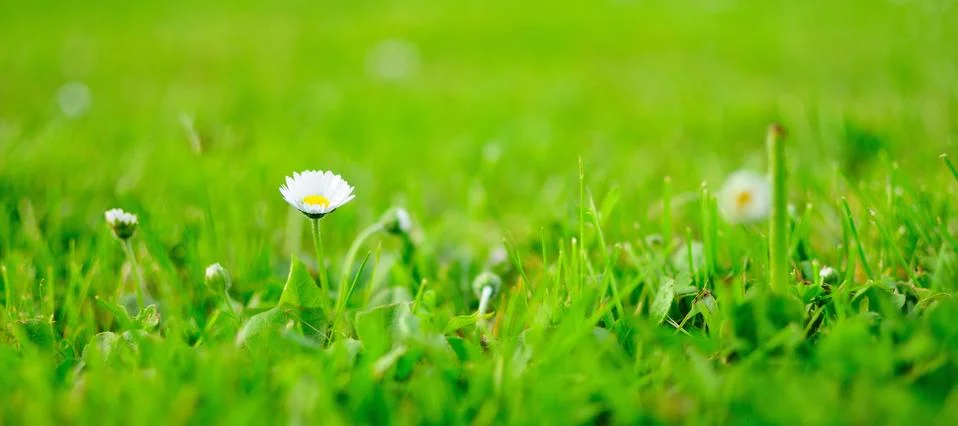 Daisy Stockfoto's