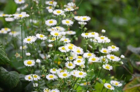 Daisy Stock Photos